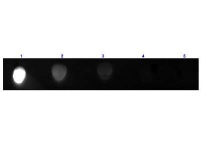 Dot Blot: Rabbit anti-Mouse IgG2a Heavy Chain Secondary Antibody [FITC] [NBP1-73637]